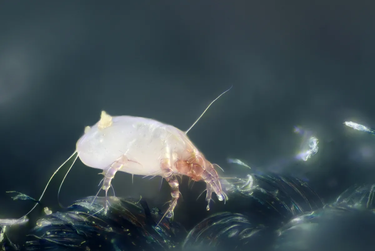 Acarien de la poussière Dermatophagoides pteronyssinus vu au microscope, corps translucide, huit pattes, longueur 0,3 mm