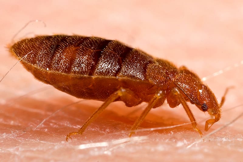 Punaise de lit adulte (Cimex lectularius) vue de près, corps ovale aplati brun-acajou